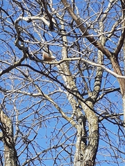 Sitta canadensis