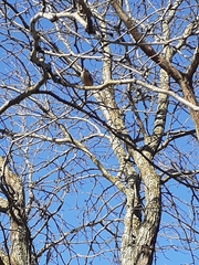 Sitta canadensis