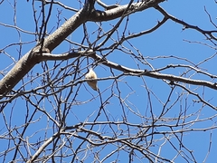Sitta canadensis