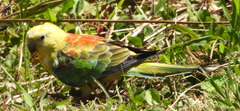 Psephotus
