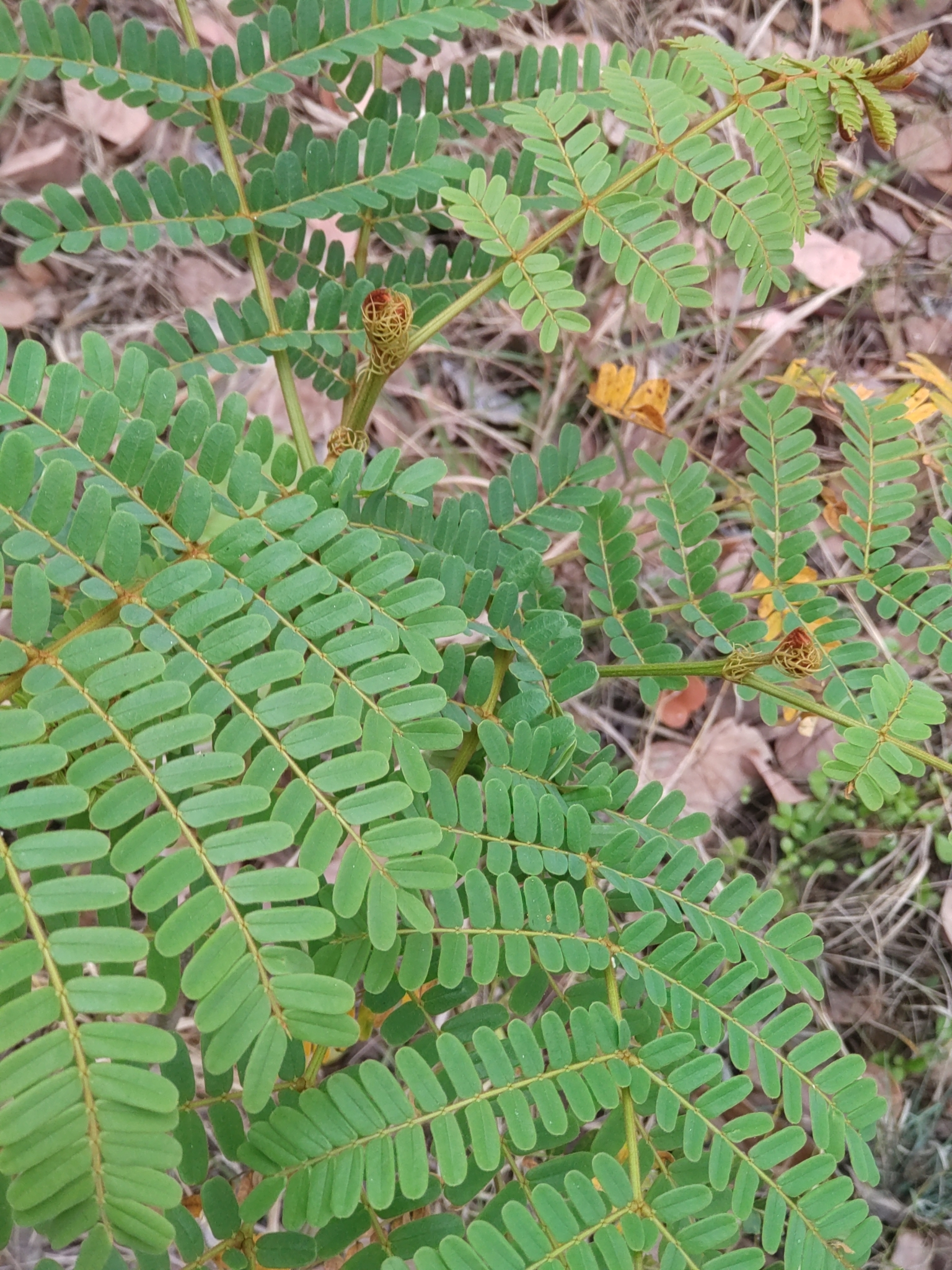 Peltophorum dasyrhachis
