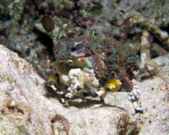 Cyclocoeloma tuberculatum