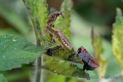 Rhopalus sapporensis