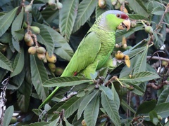 Amazona finschi