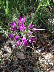 Allium peninsulare