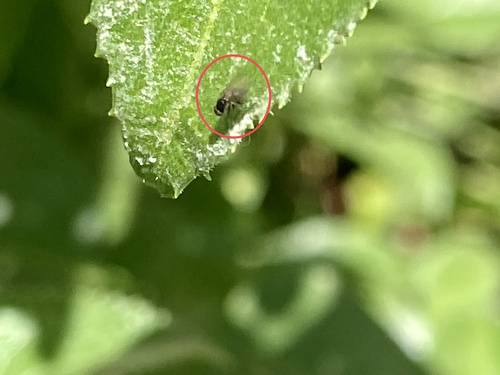 iNaturalist observation photo of Flies