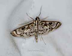 Rhimphalea trogusalis