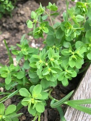 Euphorbia peplus