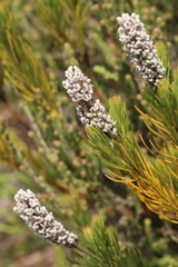 Spatalla racemosa