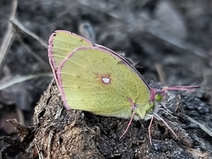 Colias fieldii fieldii