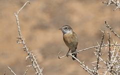 Saxicola dacotiae