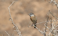 Saxicola dacotiae