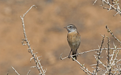 Saxicola dacotiae