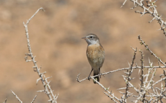 Saxicola dacotiae