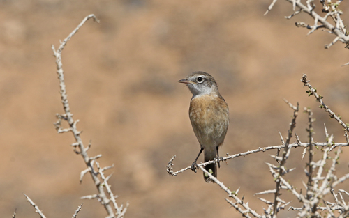 Foto de Canary Islands Stonechat