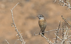 Saxicola dacotiae