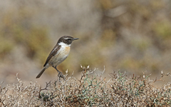 Saxicola dacotiae
