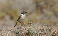 Saxicola dacotiae