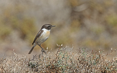 Saxicola dacotiae