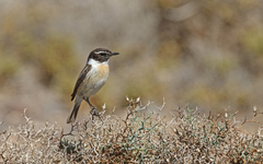 Saxicola dacotiae