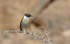 Saxicola dacotiae