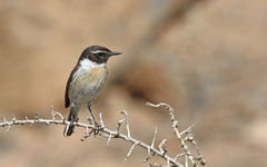 Saxicola dacotiae