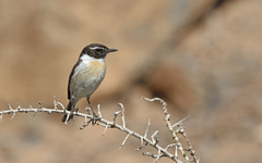 Saxicola dacotiae
