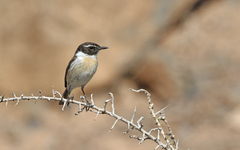 Saxicola dacotiae