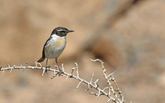 Saxicola dacotiae