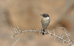 Saxicola dacotiae