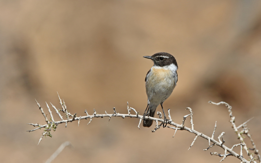 Foto de Canary Islands Stonechat