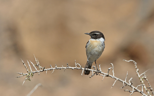 Foto de Canary Islands Stonechat