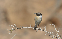 Saxicola dacotiae