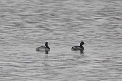 Podiceps nigricollis