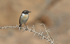 Saxicola dacotiae