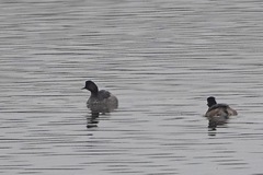 Podiceps nigricollis