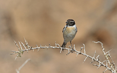 Saxicola dacotiae