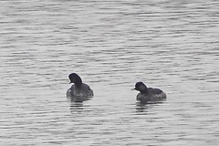 Podiceps nigricollis