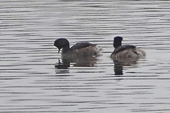 Podiceps nigricollis