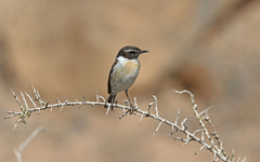 Saxicola dacotiae