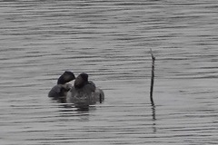 Podiceps nigricollis