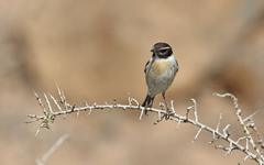 Saxicola dacotiae