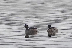 Podiceps nigricollis