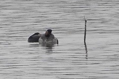 Podiceps nigricollis