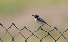 Saxicola dacotiae
