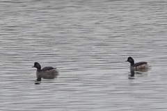 Podiceps nigricollis