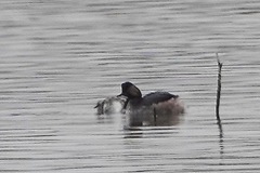 Podiceps nigricollis