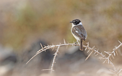 Saxicola dacotiae
