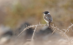 Saxicola dacotiae