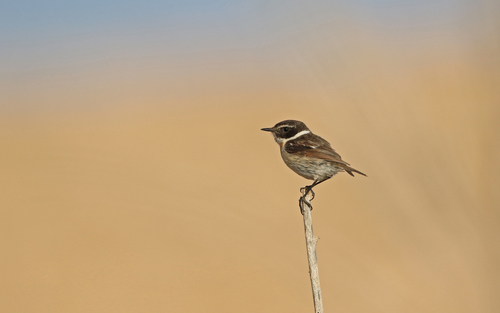 Tarabilla canaria (Saxicola dacotiae)